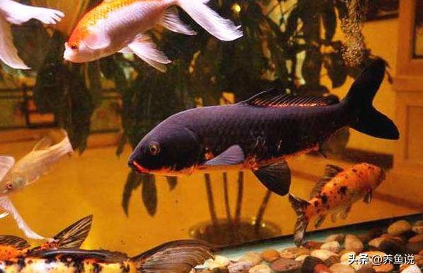 日常预防观赏鱼生病用什么药,观赏鱼生病了带去哪里医治