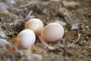 鸡蛋鸭蛋鹅蛋鹌鹑蛋哪个更安全,鸡蛋鸭蛋鹅蛋鹌鹑蛋哪个最有营养