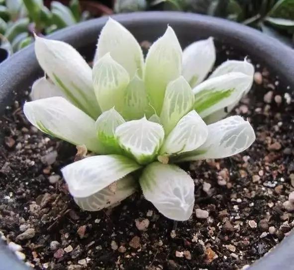 推荐轻松玩转100种常见多肉植物,700种多肉植物图鉴pdf百度云