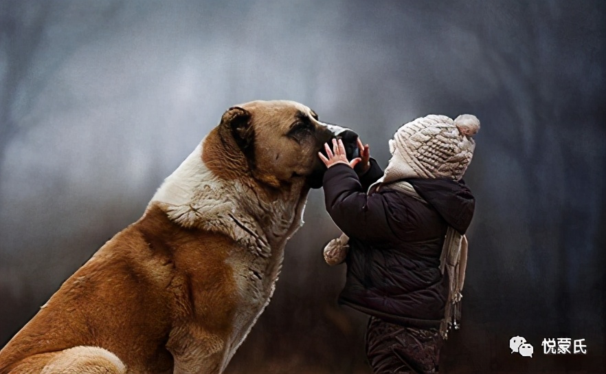 孩子总是想要养宠物怎么办,当孩子想养宠物时父母不要拒绝