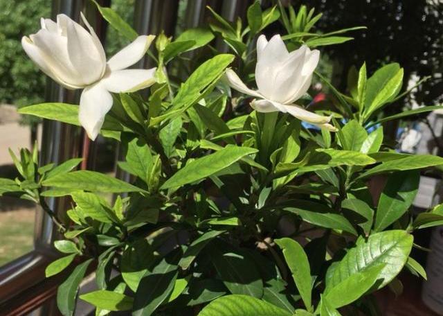 栀子花浇酸水的正确方法,栀子花叶子发黄用什么浇水