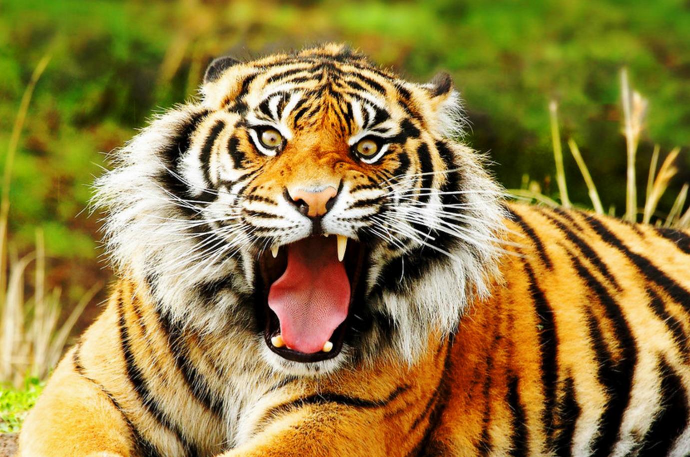 野外遇到大型动物如何自救,如果在野外遇到危险动物该怎么办