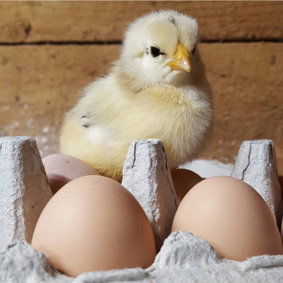 可爱的小动物超萌图片,一组可爱的动物萌照