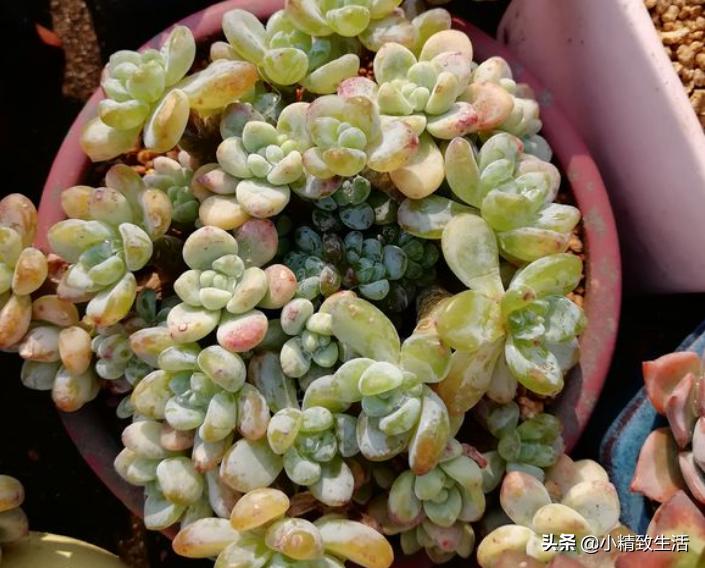 刚上盆的多肉晒太阳化水怎么处理,多肉化水原因及解决方法
