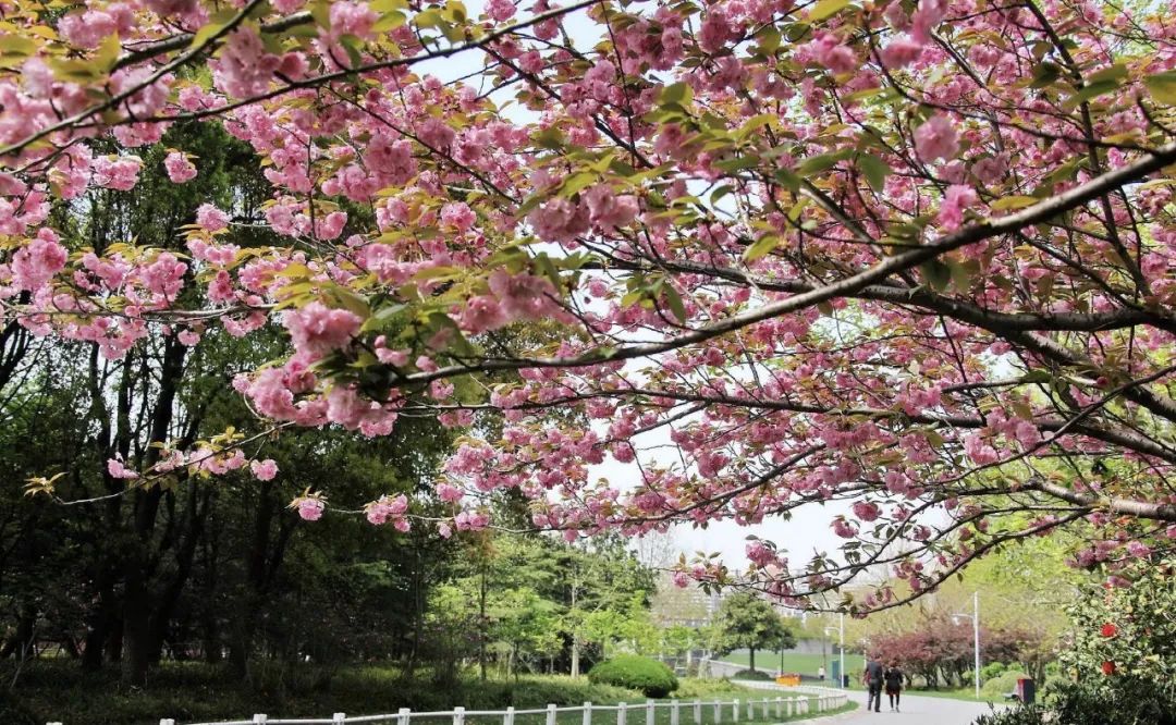 小众赏樱胜地,魔都赏樱旅游攻略