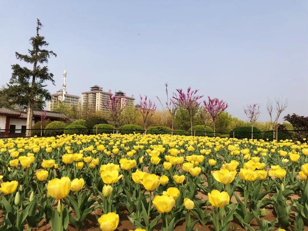 咸阳统一广场郁金香,咸阳郁金香花展在哪里
