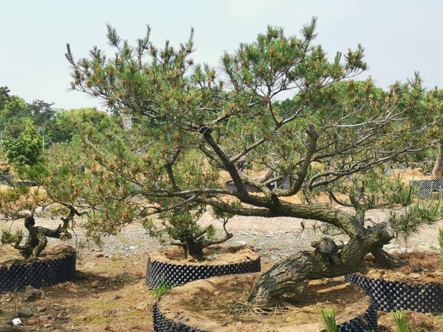 叹为观止自然风景,叹为观止高清图