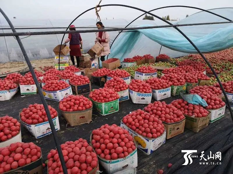 从欠债百万到发家致富,麦提赛迪·麦提托合提阿依塔格村