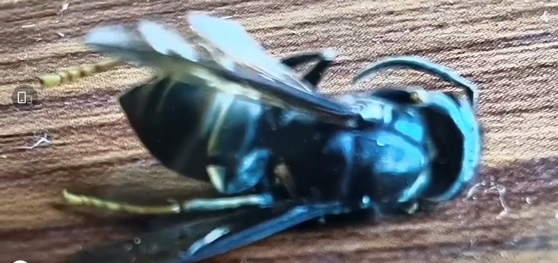 被马蜂蛰伤就医,被马蜂蛰伤休克