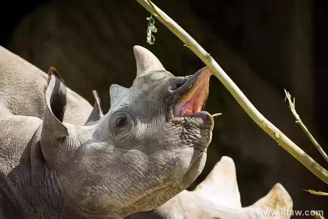 犀牛是否是牛科动物,动物大百科介绍之犀牛