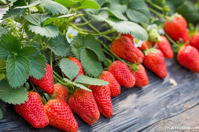 五一最适合旅游的沈阳景点,五一沈阳周边旅游景点推荐