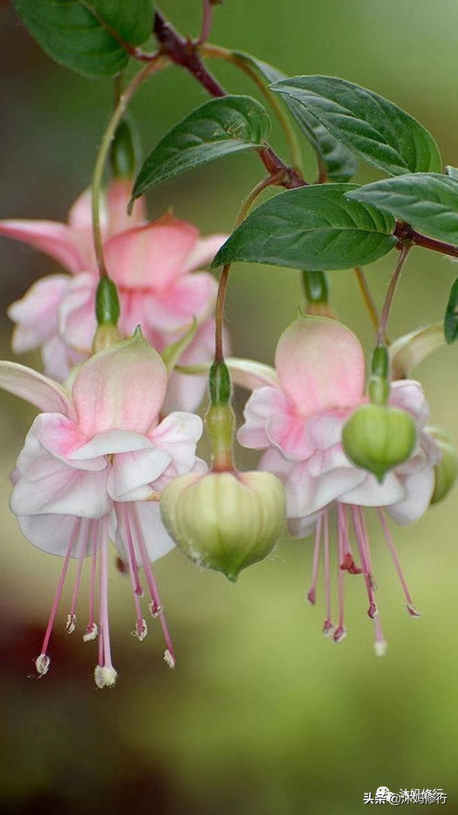 水彩手绘吊钟花,水彩吊钟花手绘
