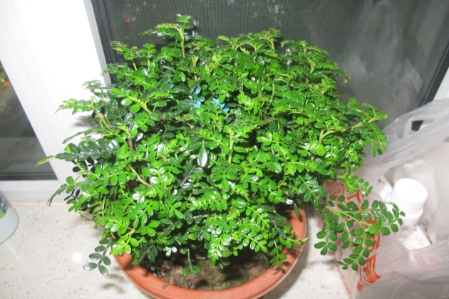 清香木叶子发黄掉叶怎么办,清香木掉叶子叶子上有油怎么回事