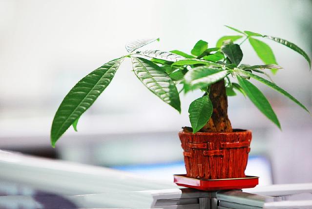 发财树不旺盛怎么办,发财树过不了冬怎么办