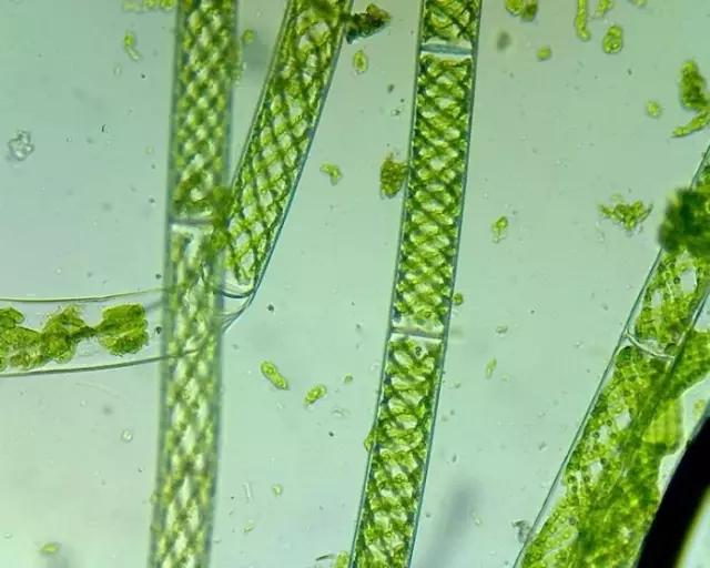 水产养殖业藻类的生命周期,水产养殖常见藻类植物