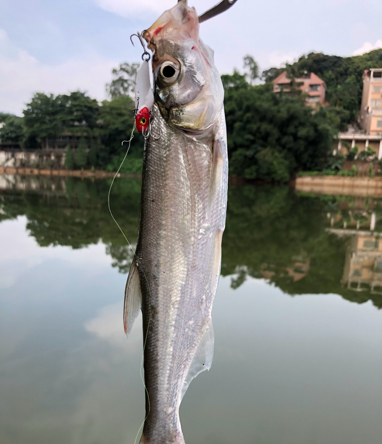 路亚翘嘴鱼到岸边为什么能脱钩呢,怎么路亚翘嘴和白条