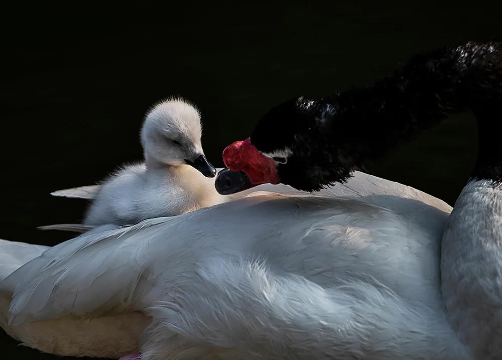 津门网司徒志文:广州动物园——黑颈天鹅