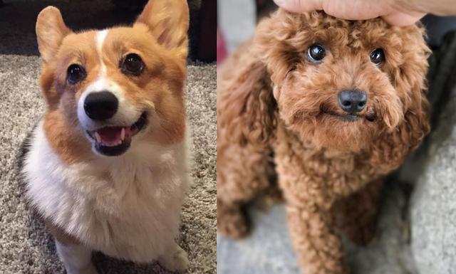 柯基和贵宾犬哪个好养,贵宾犬与柯基犬哪个适合孩子养