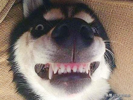 主人测试晕倒后哈士奇的反应,主人假装晕倒测试狗狗哈士奇