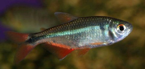 别在亚马逊的河里尿尿，当心魔鬼鱼钻入你的尿道，吸食你的血液