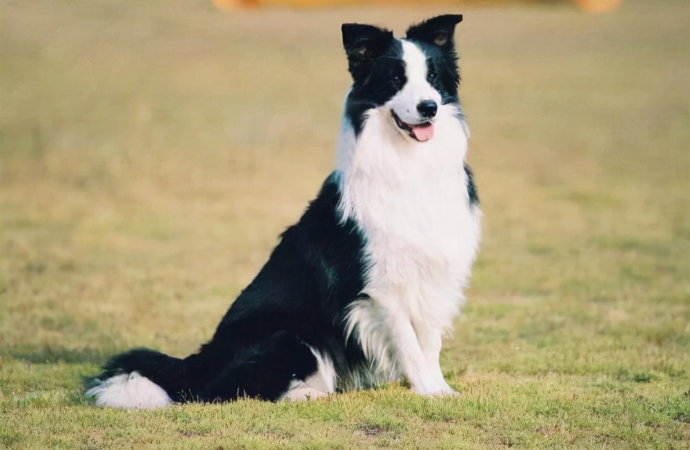 狗狗品种大全及介绍了解一下,狗狗品种怎么挑选最好看