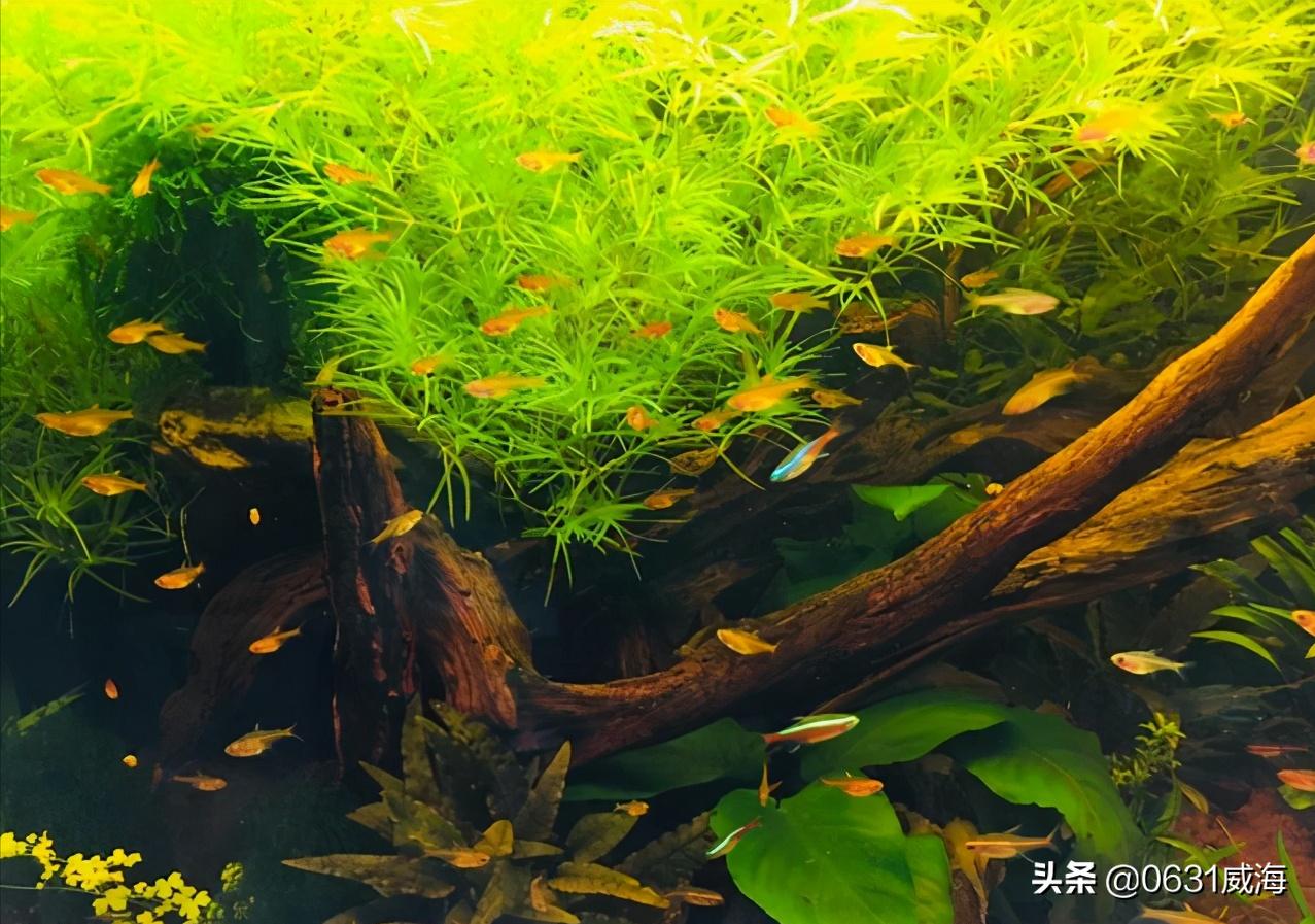 新手入水草缸一定要（先简后难）（先小后大）（守住心，留住魂）