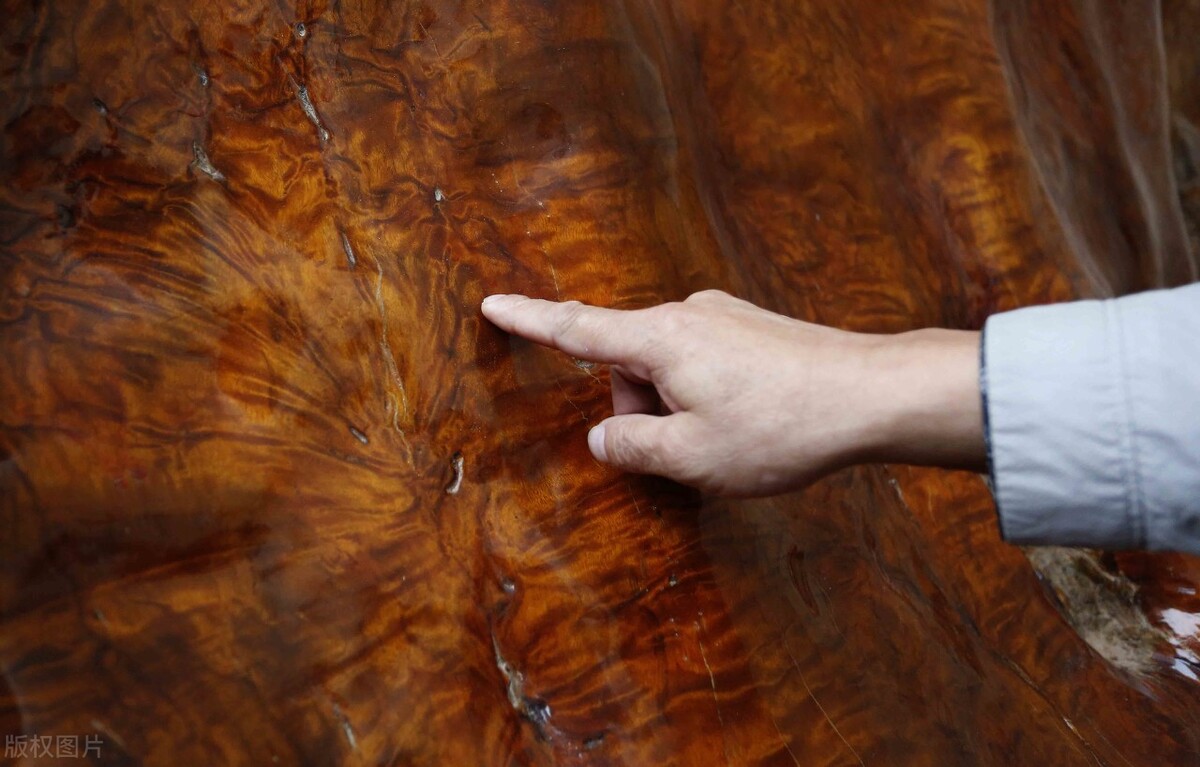 千年楠树被盗伐,为什么金丝楠木都掉价了