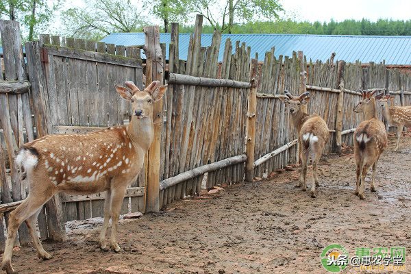 农村常见名贵药材,药用价值很高的一种名贵药材