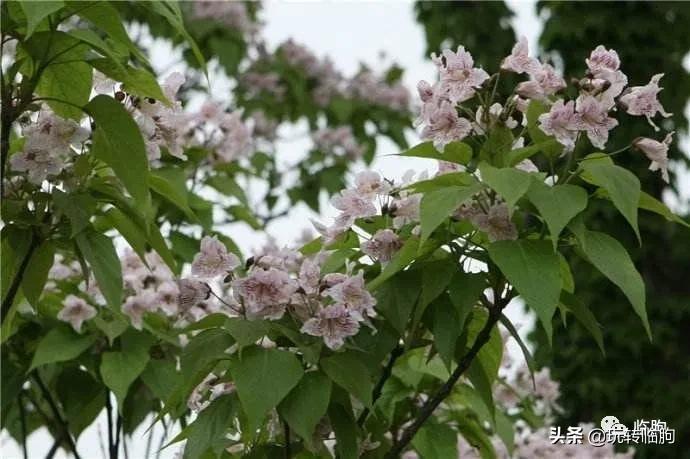 邂逅楸树花开,阳春三月梧桐花开