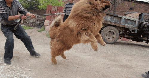 狗狗如何用耳朵与周围的世界交流？