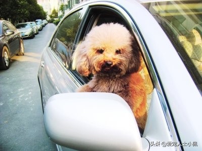 养狗需要具备哪些条件,养狗需要哪些条件