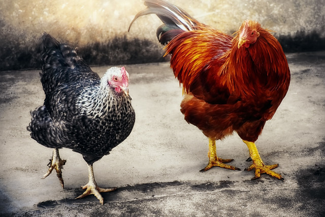 牝鸡司晨无鸡鸣是啥意思,牝鸡司晨未可知