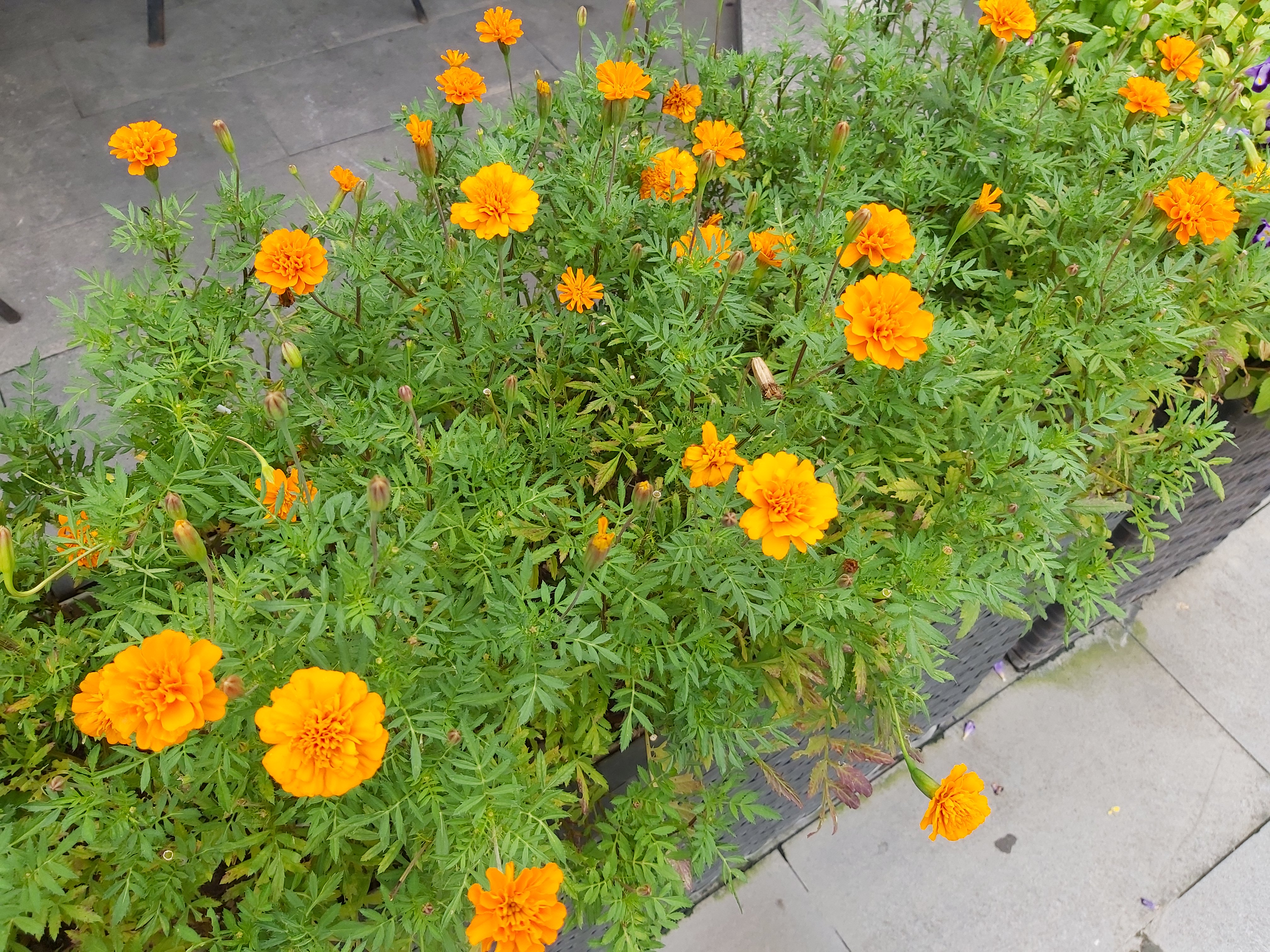 三星a60性价比,三星a607寸评测