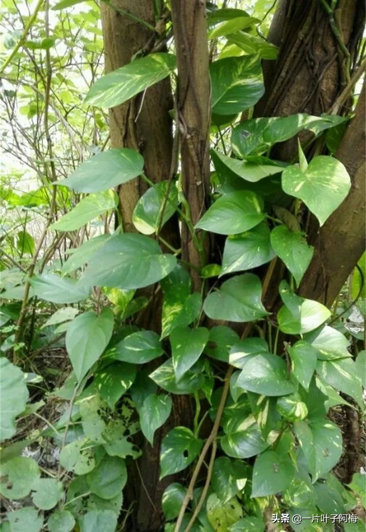 绿萝的叶子越养越小是什么原因,绿萝叶子越养越少