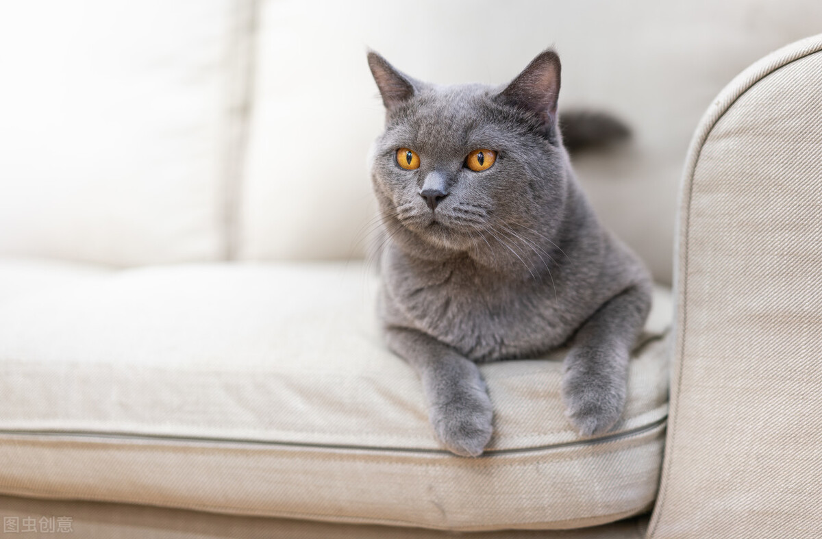 蓝猫饲养技巧大全视频,养折耳蓝猫注意事项