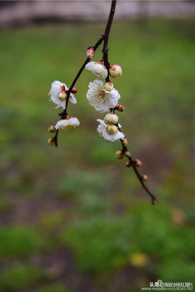 南京梅花山梅花开了吗,来南京梅花山赏梅花