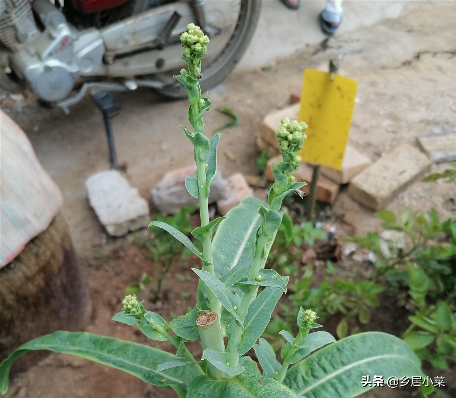 莴笋什么时候采收最好,莴笋采收后怎么延长供应期