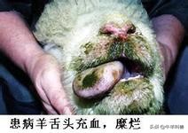 「收藏」导致羊发烧的几种常见病——常见传染病