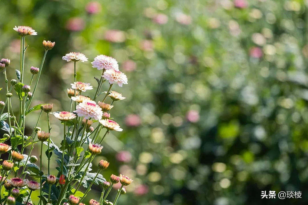春风十里不如你,这些花海在国庆期间盛放,不要错过了