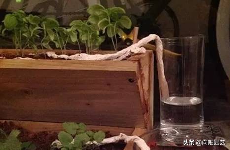 制作简易定时浇水装置,出门一个月的懒人浇水神器制作