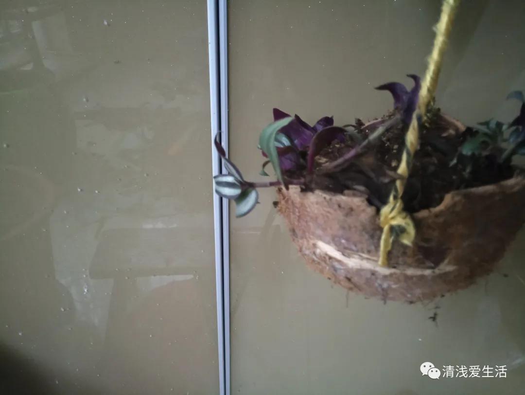 养花老是缺土缺花盆，动手用身边随处可见的改造一下就能轻松解决