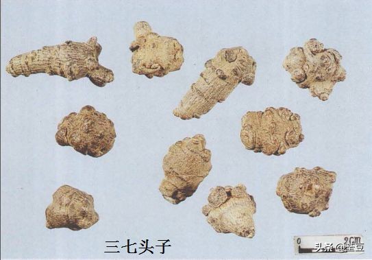 中药材伪品太多，俗有南国神草之称的三七，就有十多种假货