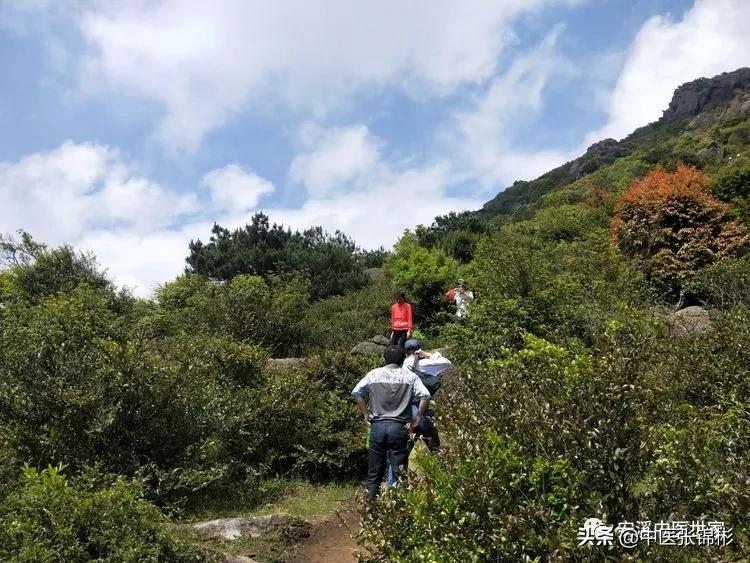 认识身边的中药材,认识中医寻找身边的中药