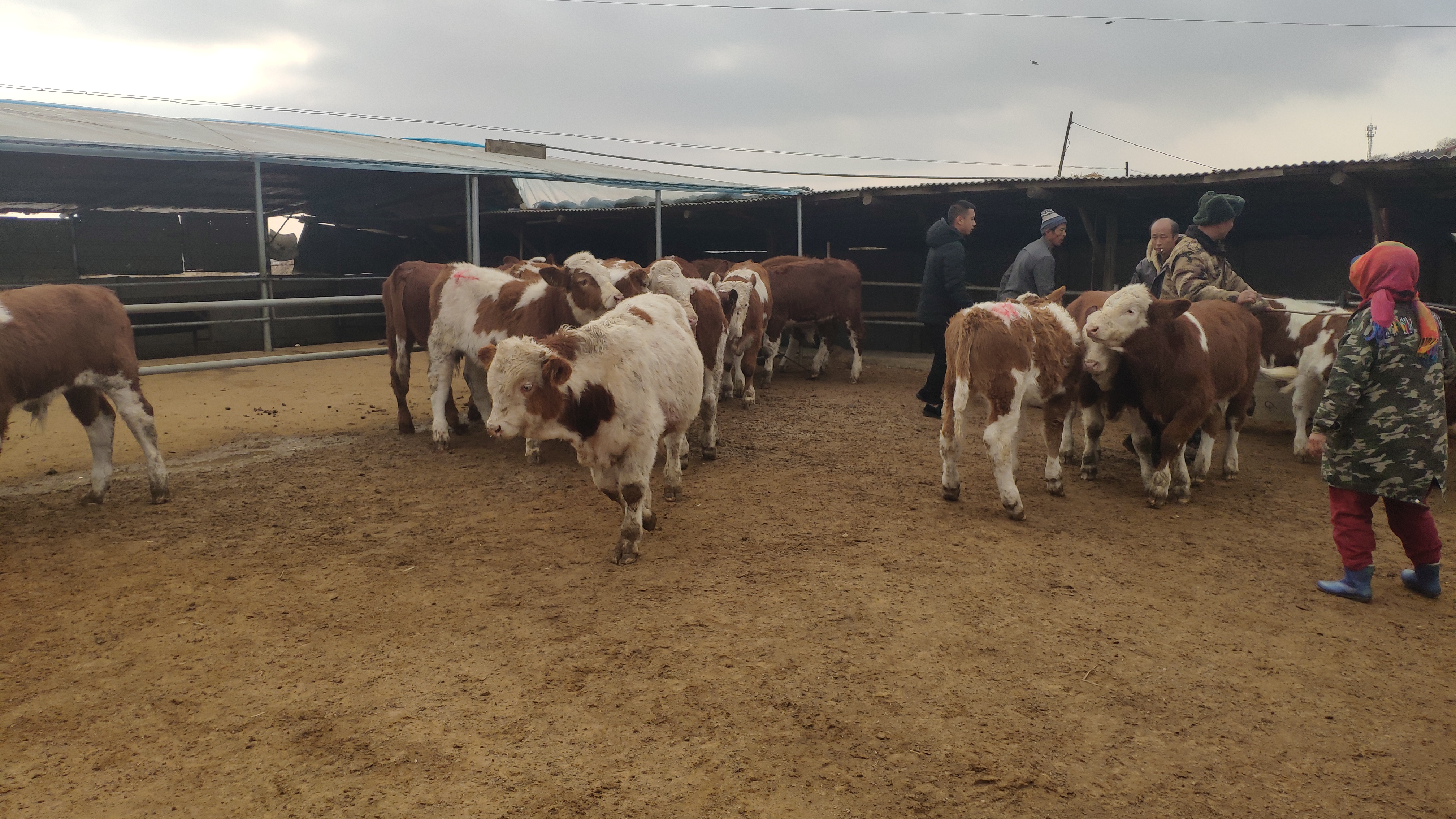 肉牛的饲养管理技术有哪些,肉牛犊牛的饲养管理要点有哪些
