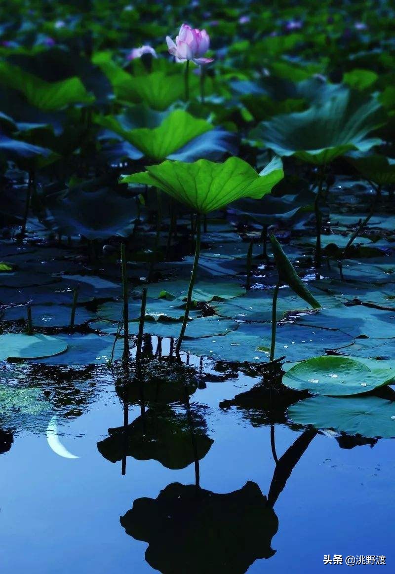 上联荷塘,上联荷塘月色美求下联