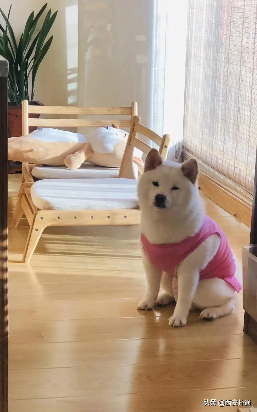 西安有哪些可以撸兔子的店,西安撸兔子的店