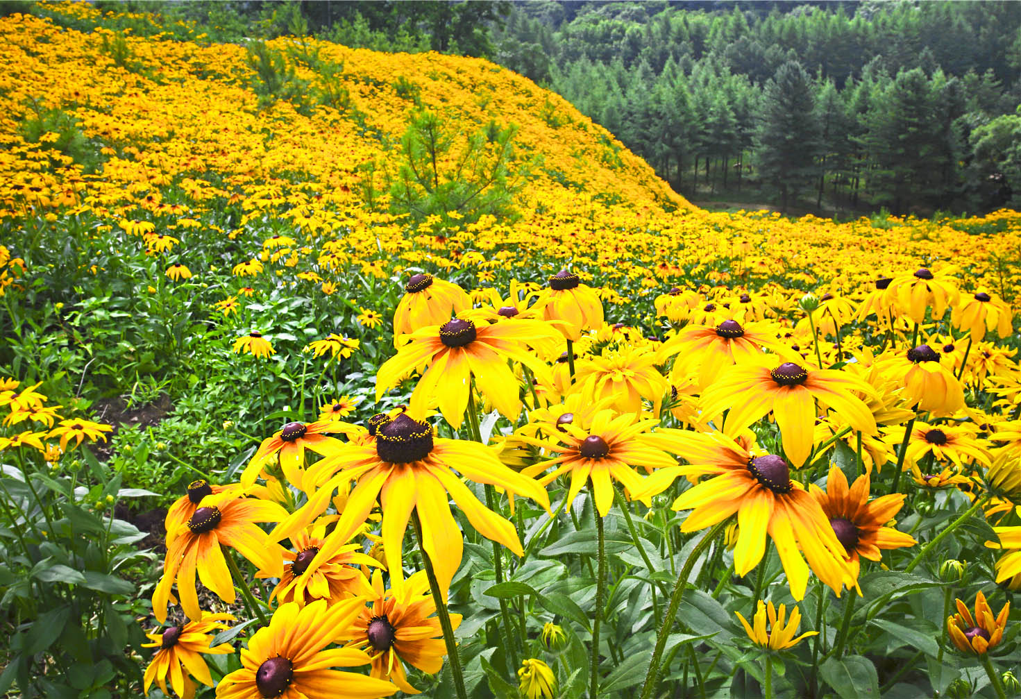 黄金菊属于什么菊花,湖北黄金菊有哪些