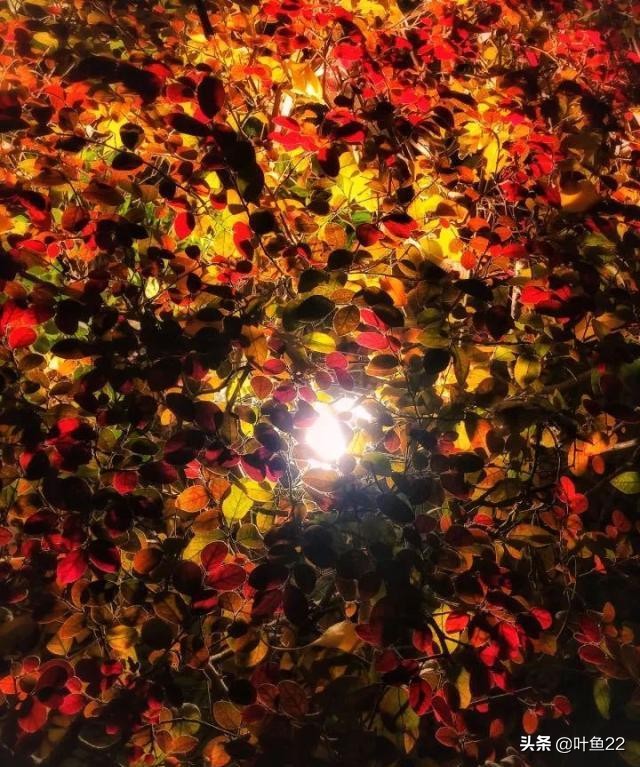 摄影阳光教程,摄影技巧阳光灿烂的日子