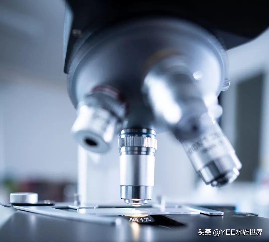 购买硝化细菌性价比高,硝化细菌买液态的好还是买胶囊好