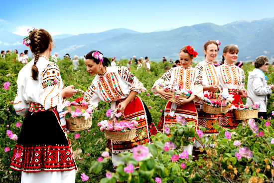 什么花茶喝了嘴里清凉,各种花茶好喝